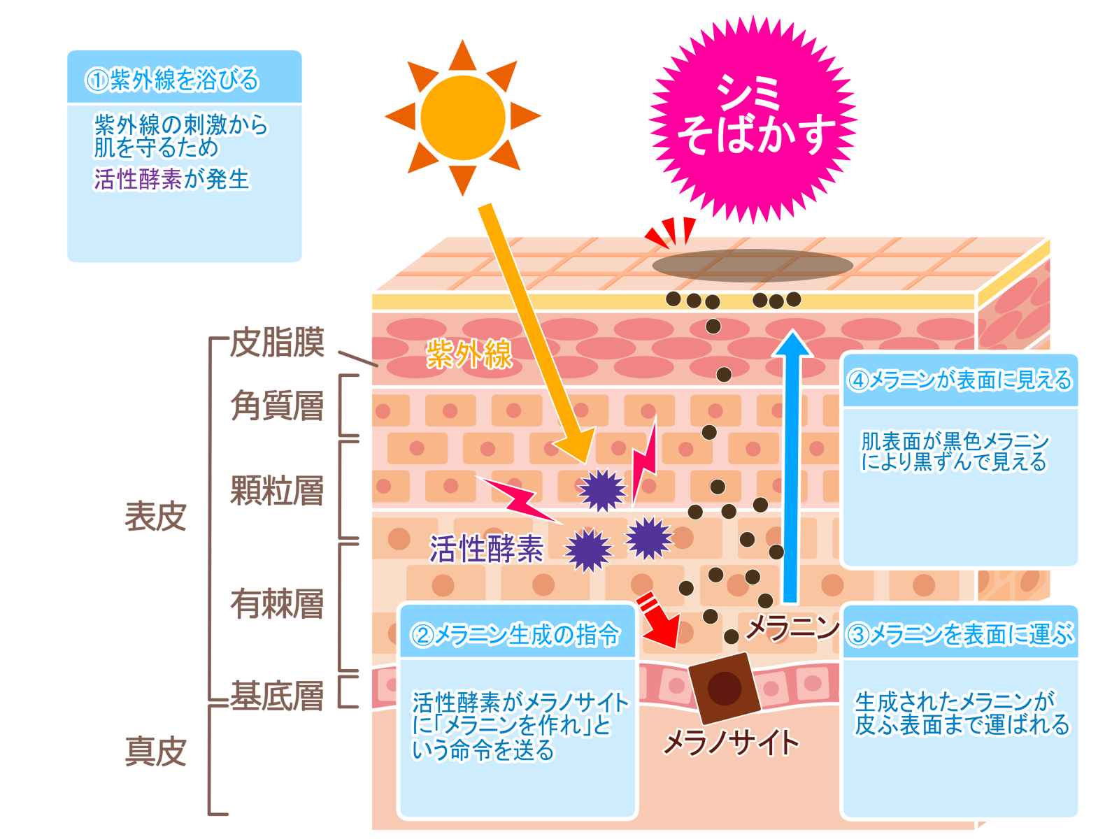 シミができる