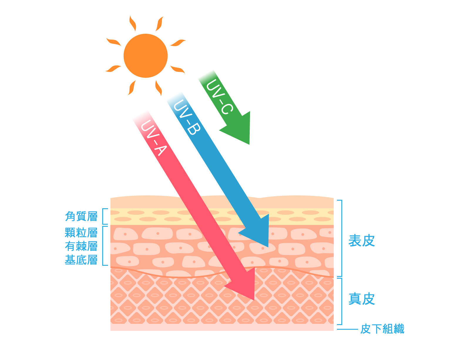 紫外線の種類