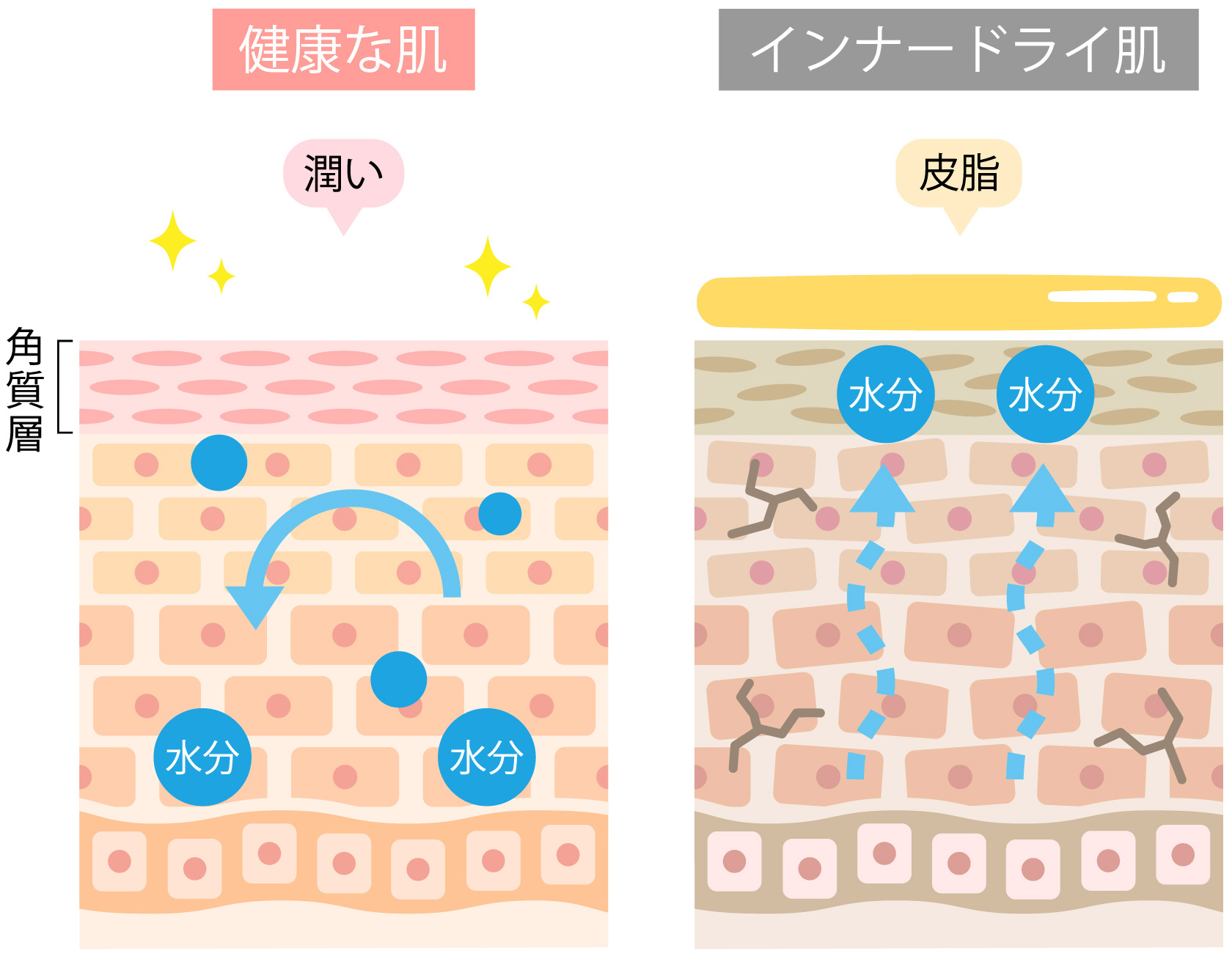 健康な肌とインナードライ肌