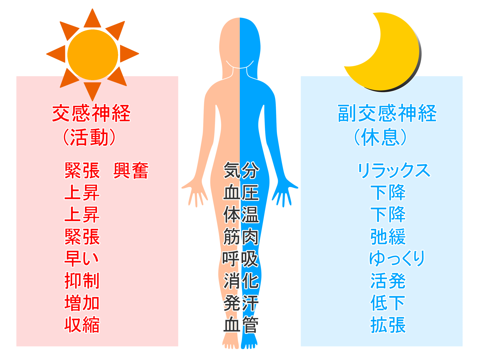 自律神経の構成イメージ