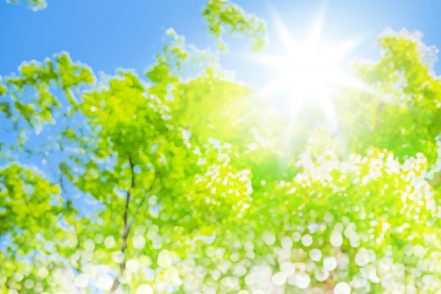 日差しの強い夏