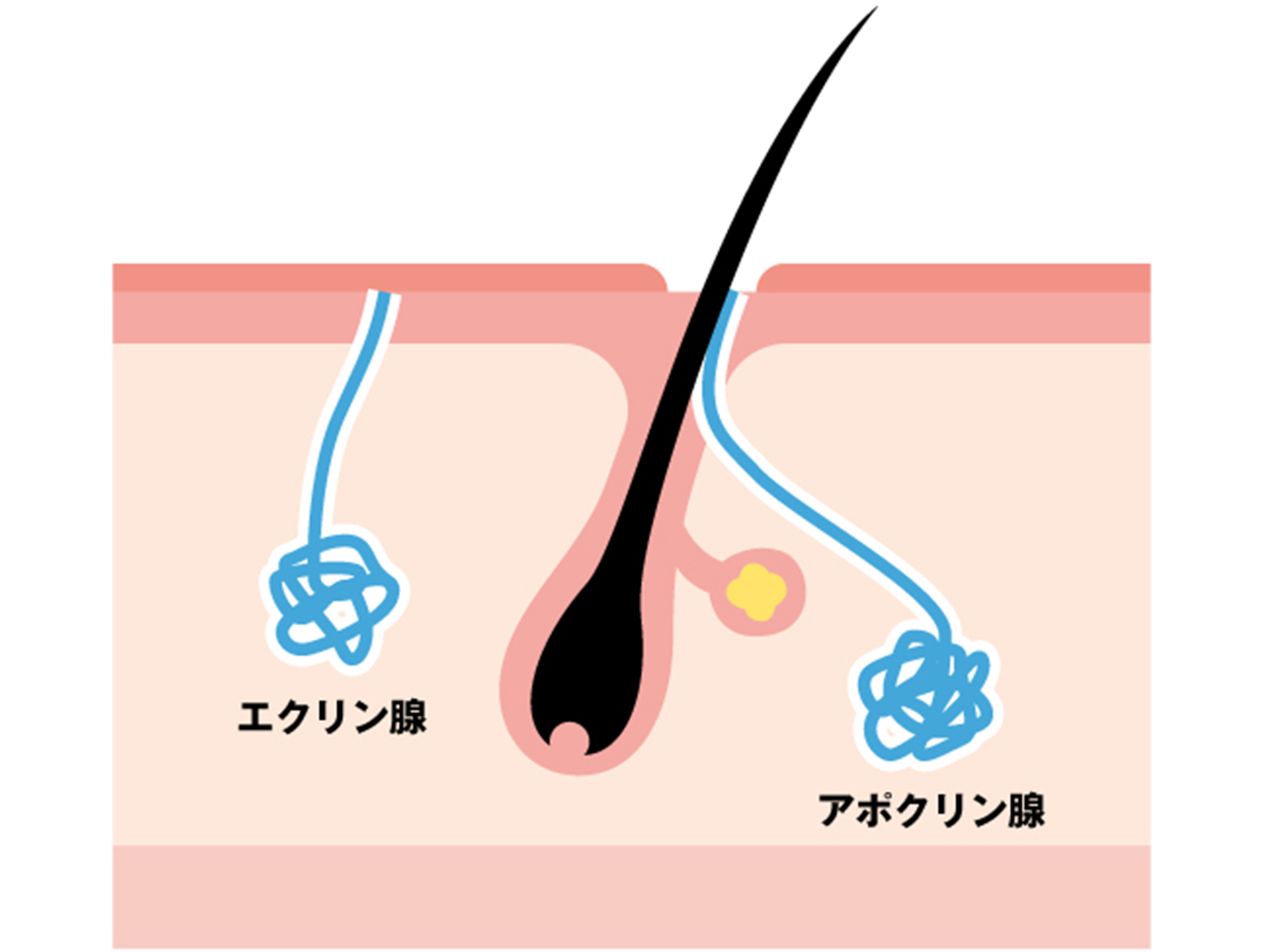 汗をかく仕組みのイメージ