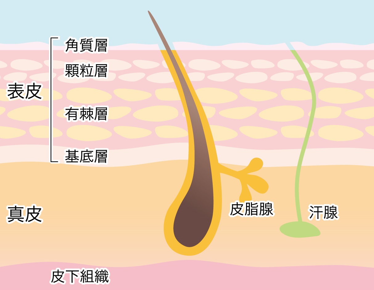 肌の構造