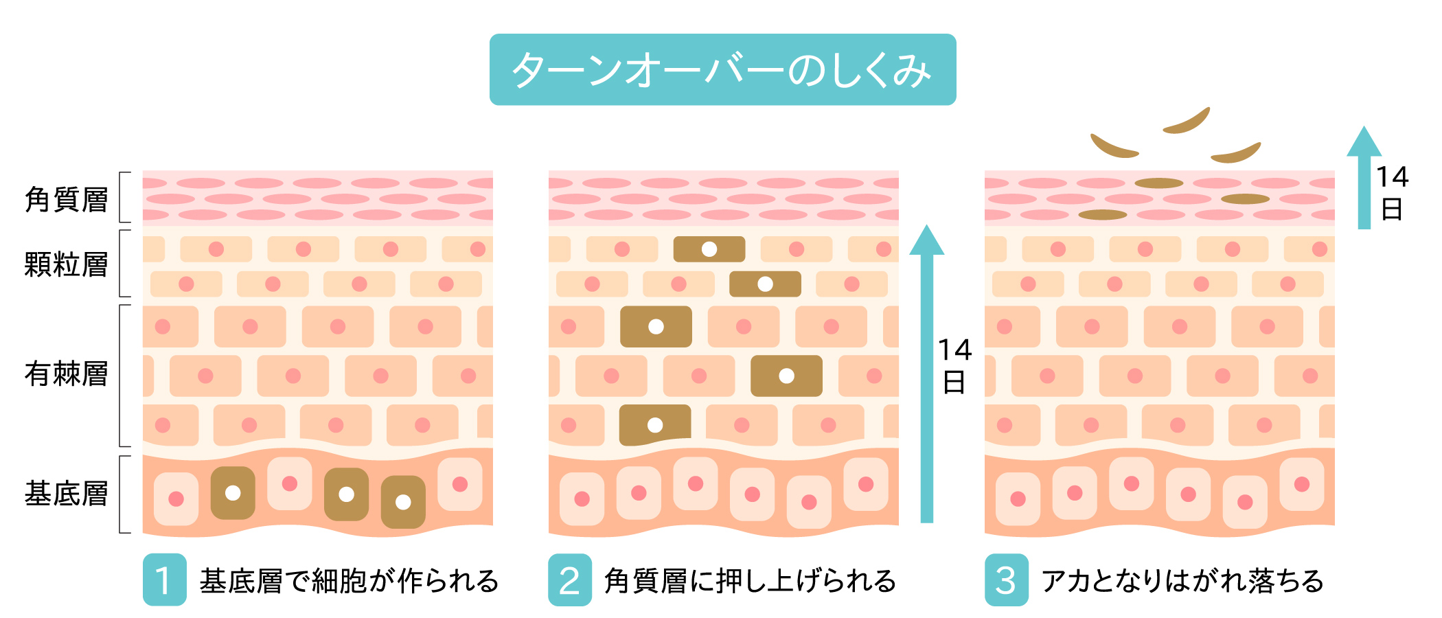 ターンオーバーの仕組み
