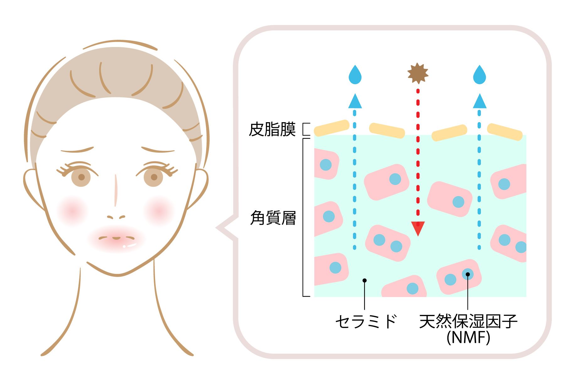 加齢による乾燥により、肌のバリア機能が乱れるのを表した図