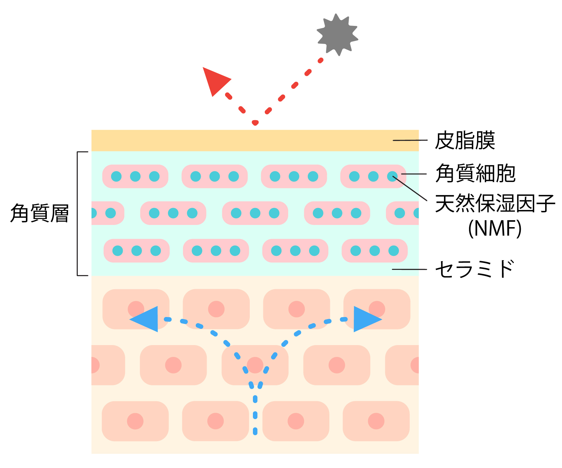 バリア機能の説明。1.NMF（天然保湿因子）2.細胞間脂質 3.皮脂膜