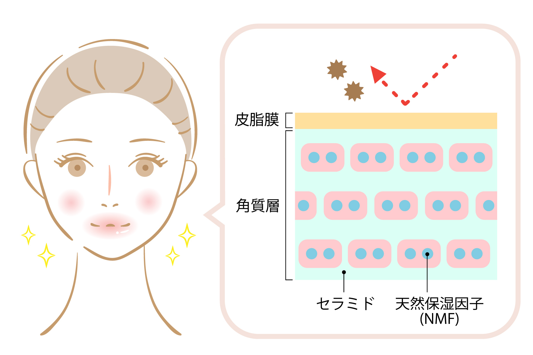 代表的な保湿成分であるセラミドは、3つの保湿因子のうち「細胞間脂質」に必要不可欠な存在