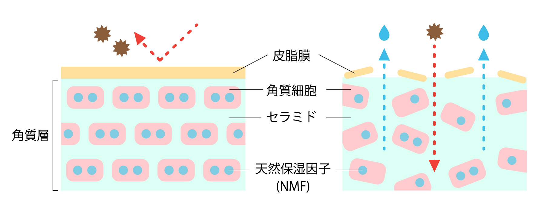 50代では、何と20代の約半分にまで細胞間脂質内のセラミドが減少するという研究結果もあるのです