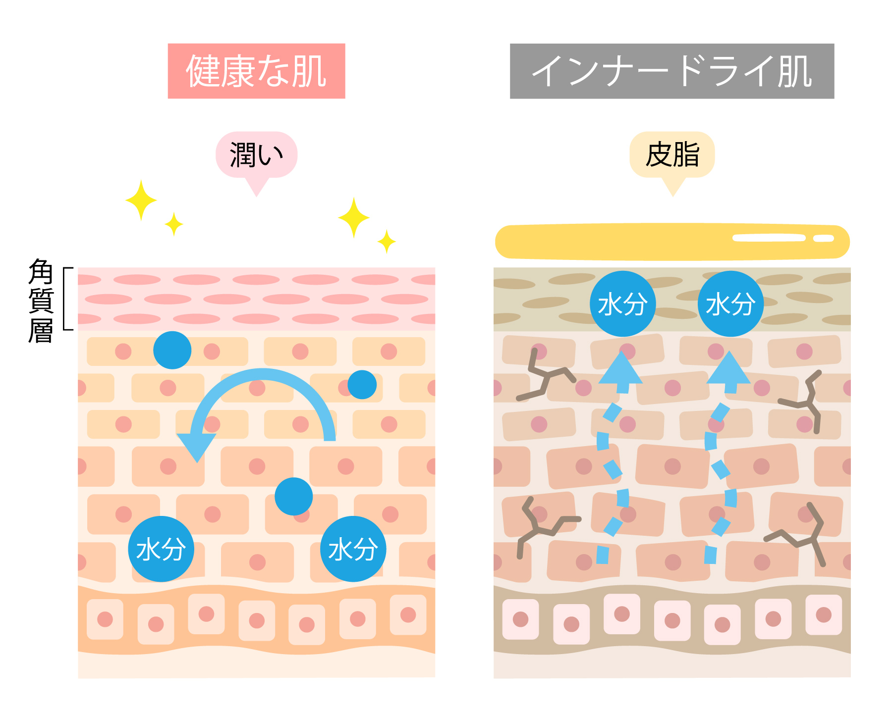 健康な肌とインナードライ肌の違い