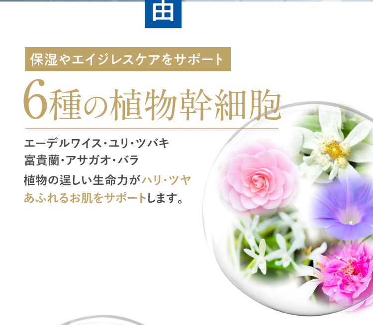 6種の植物幹細胞