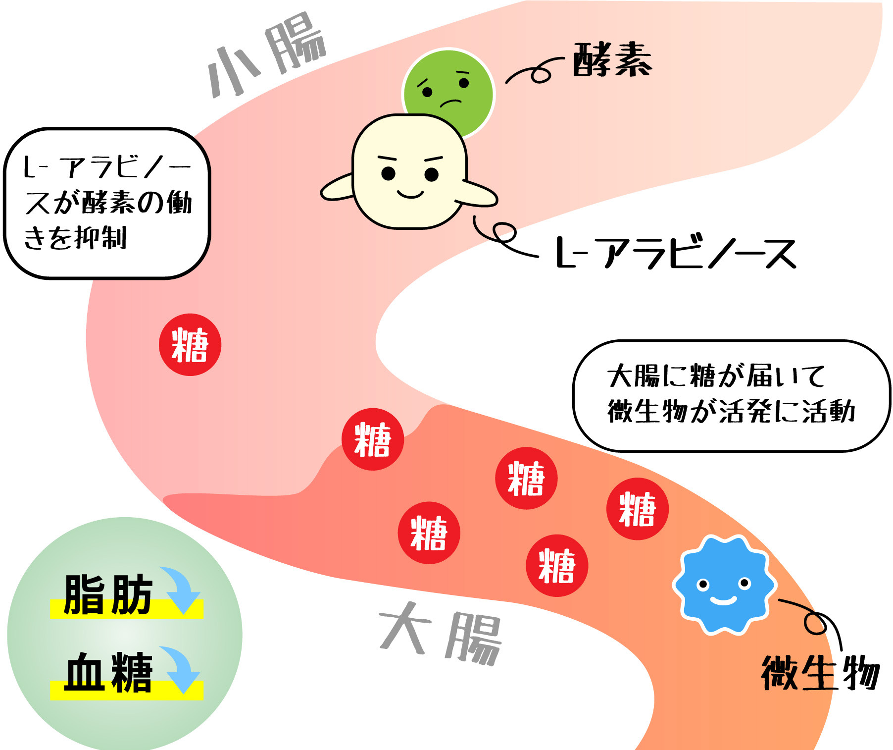 L-アラビノース摂取時の腸内環境