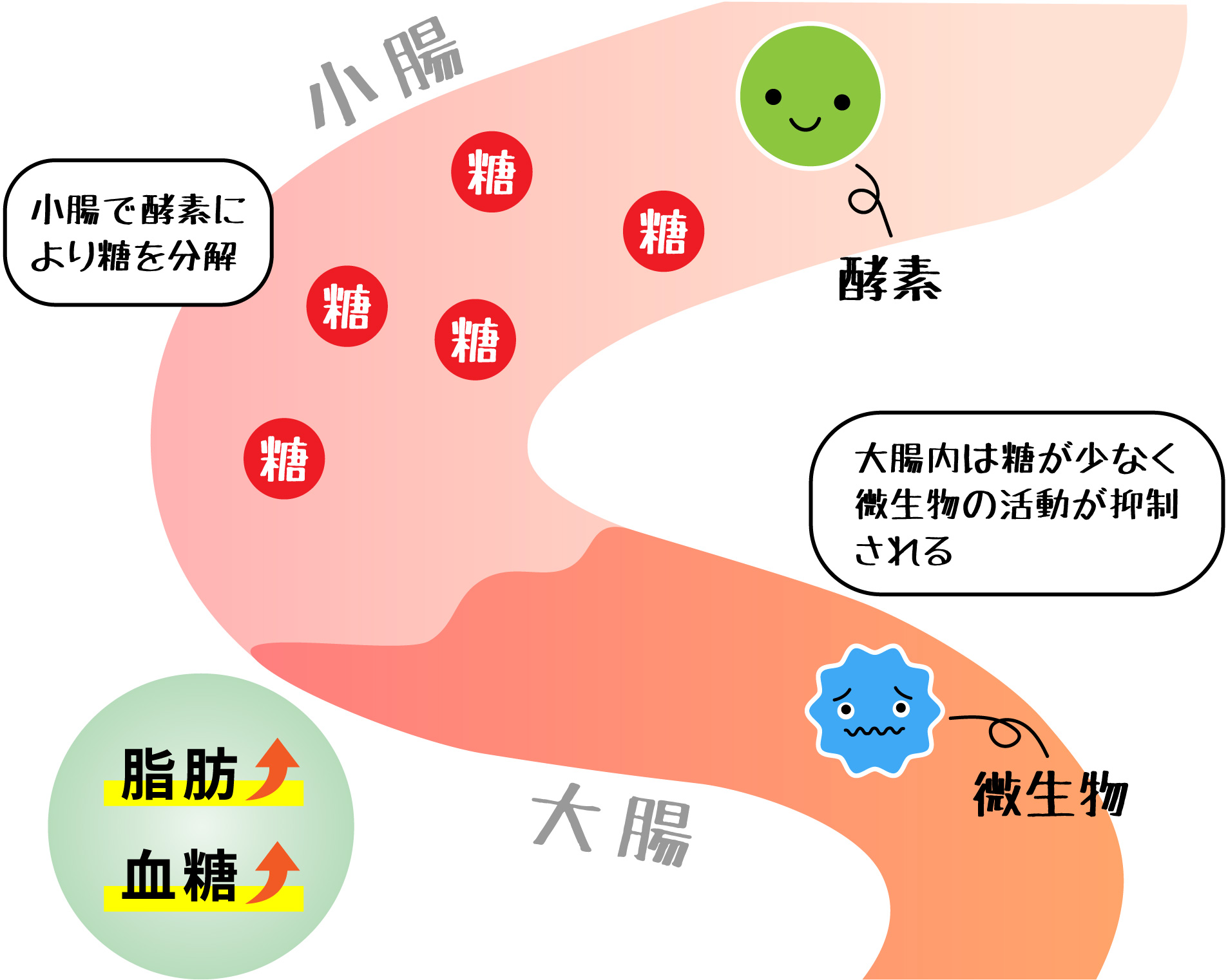 通常の腸内環境